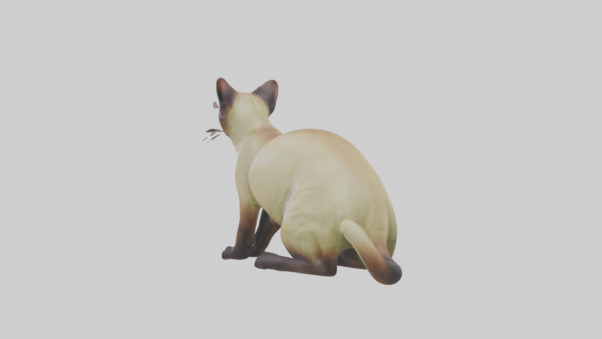 Tonkinese Cat statue model Low-poly 3D model_3