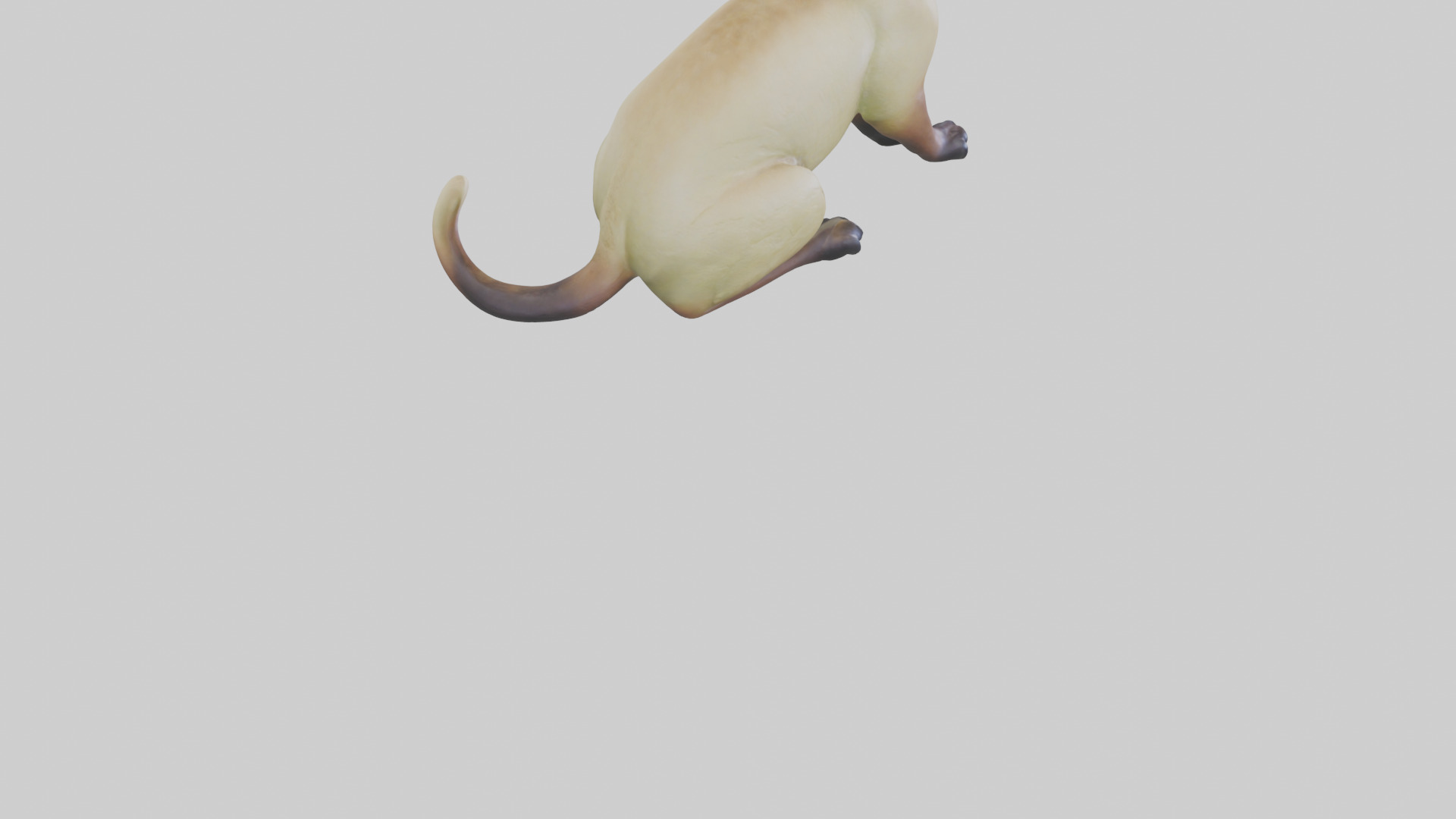 Tonkinese Cat statue model Low-poly 3D model_6