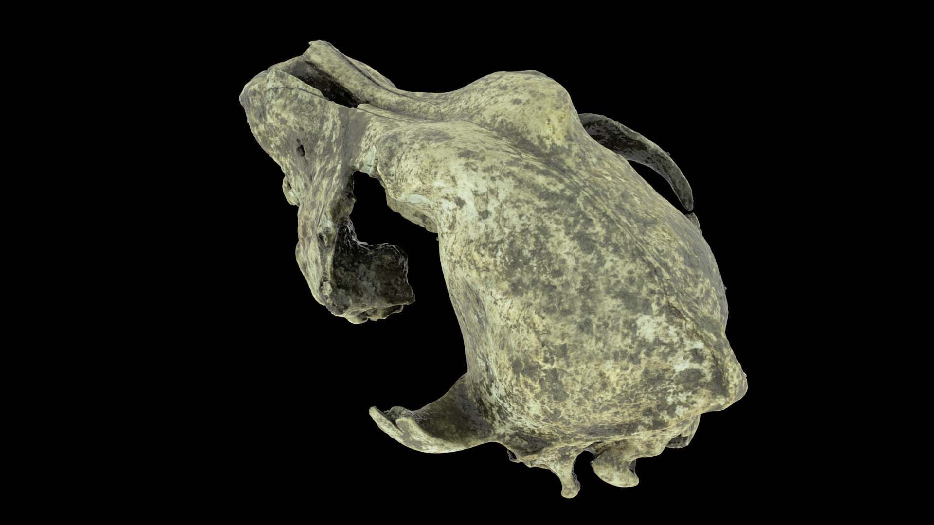 Canine Skull 3D model_4