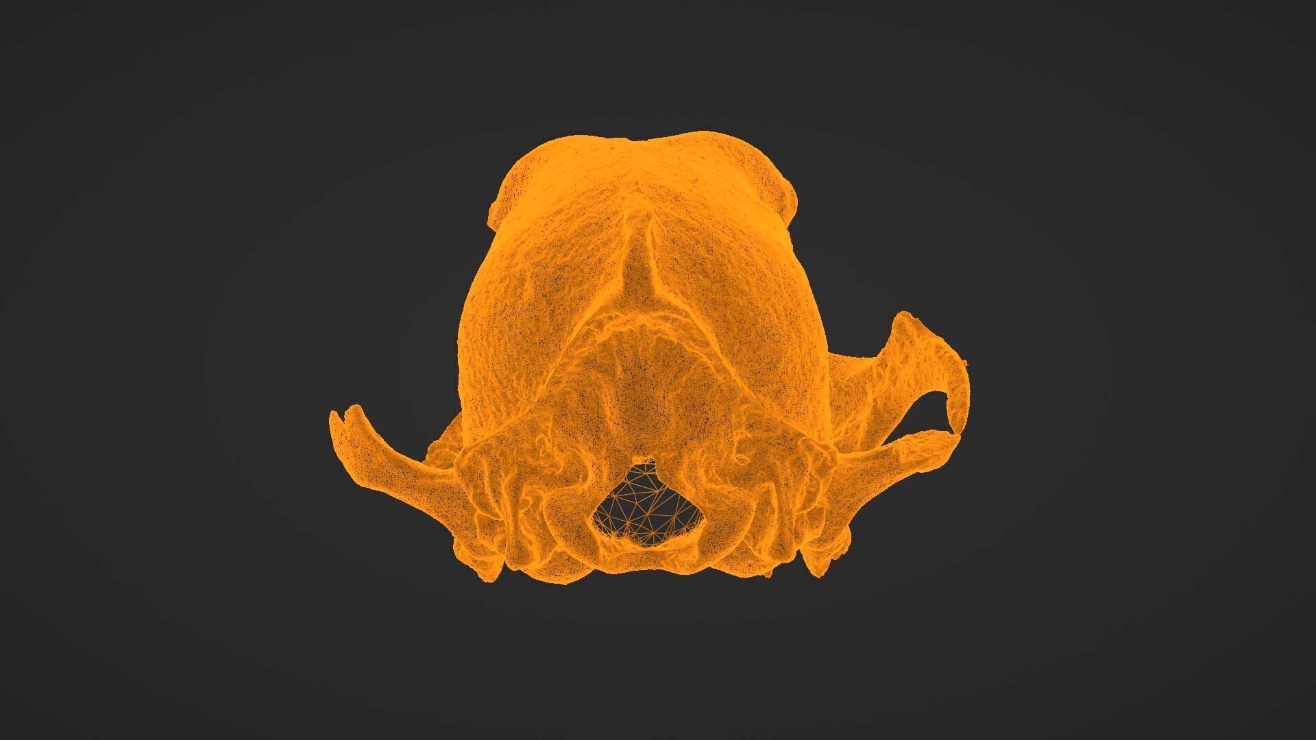 Canine Skull 3D model_30
