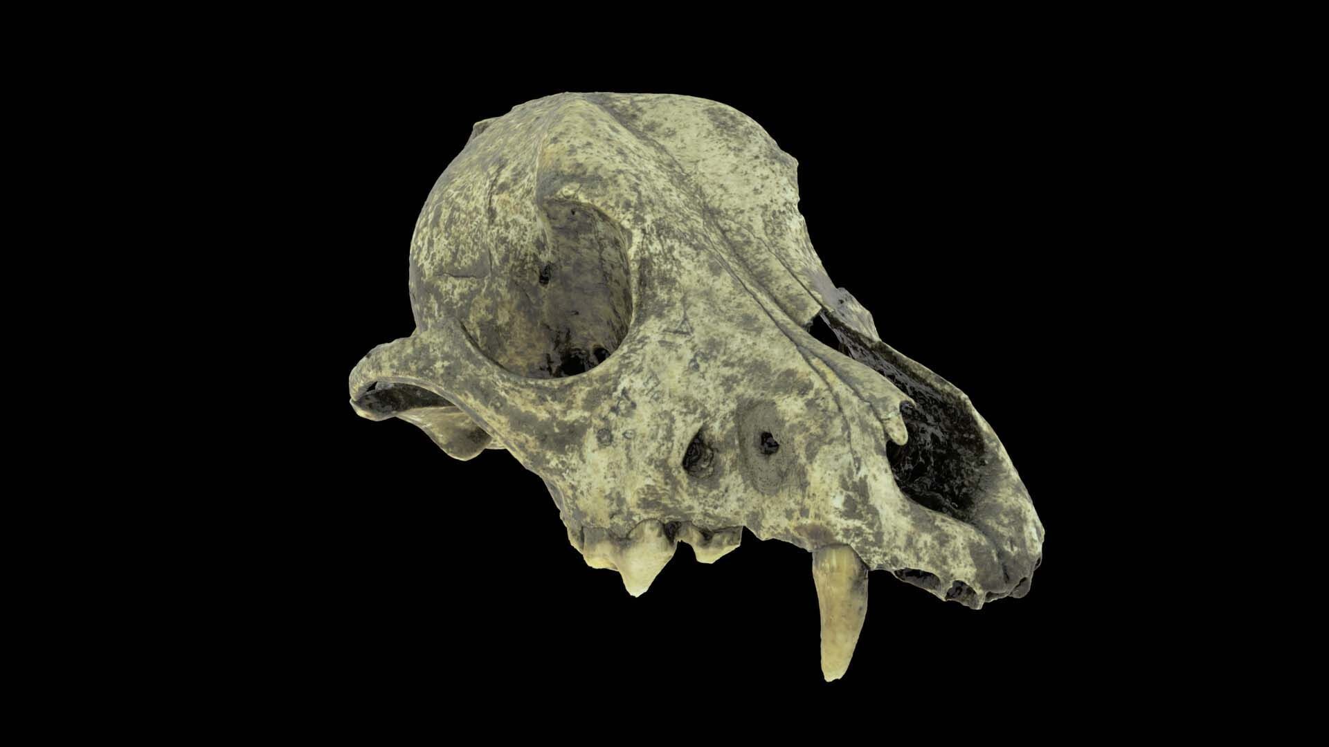 Canine Skull 3D model_1