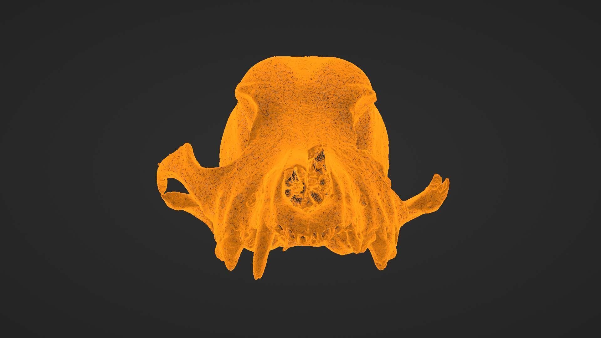 Canine Skull 3D model_29