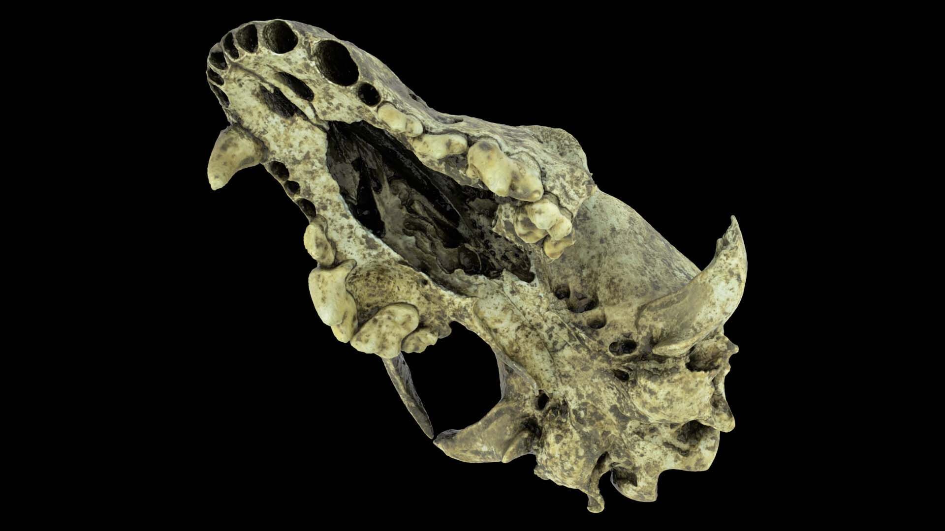 Canine Skull 3D model_3