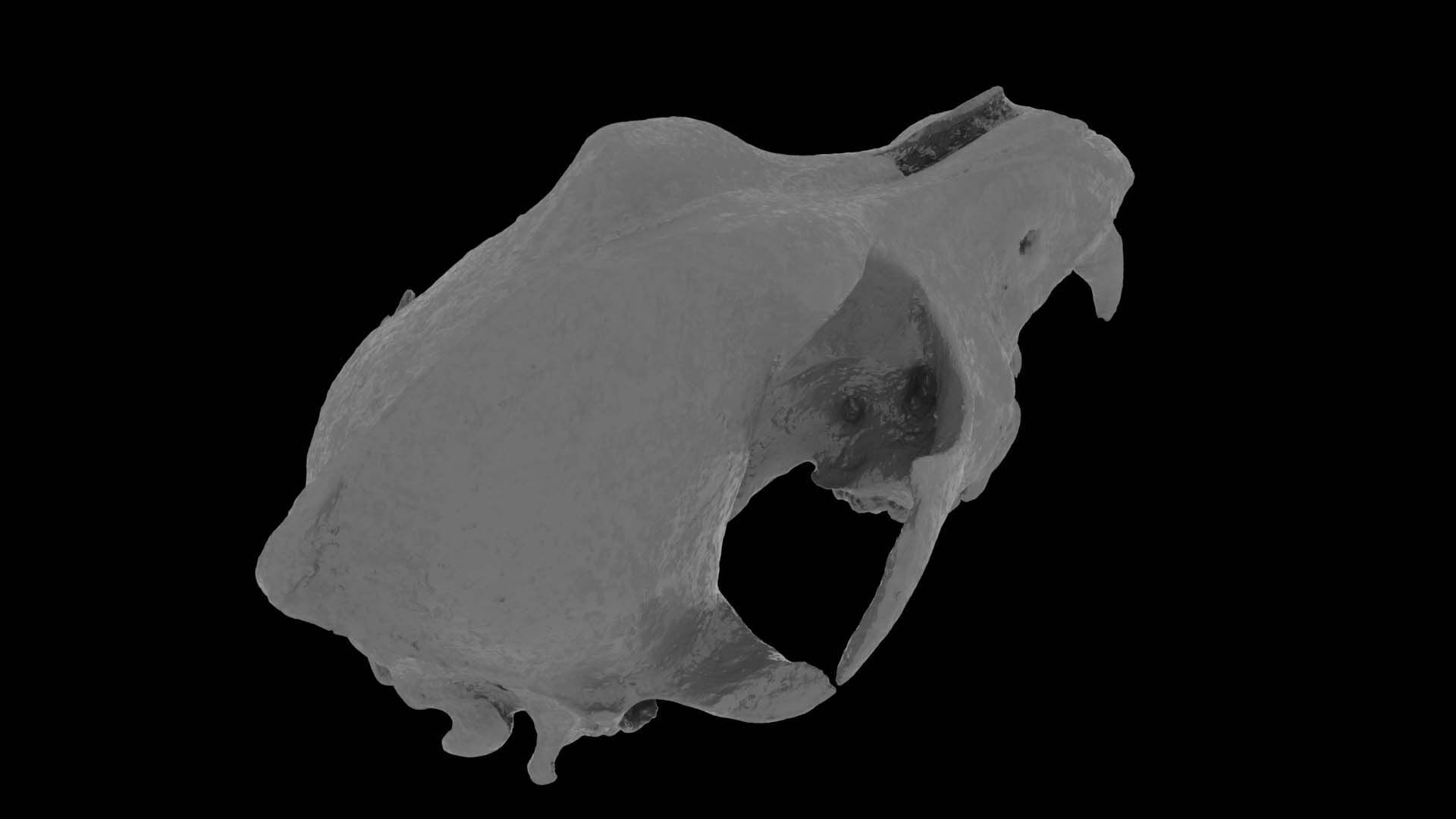 Canine Skull 3D model_17