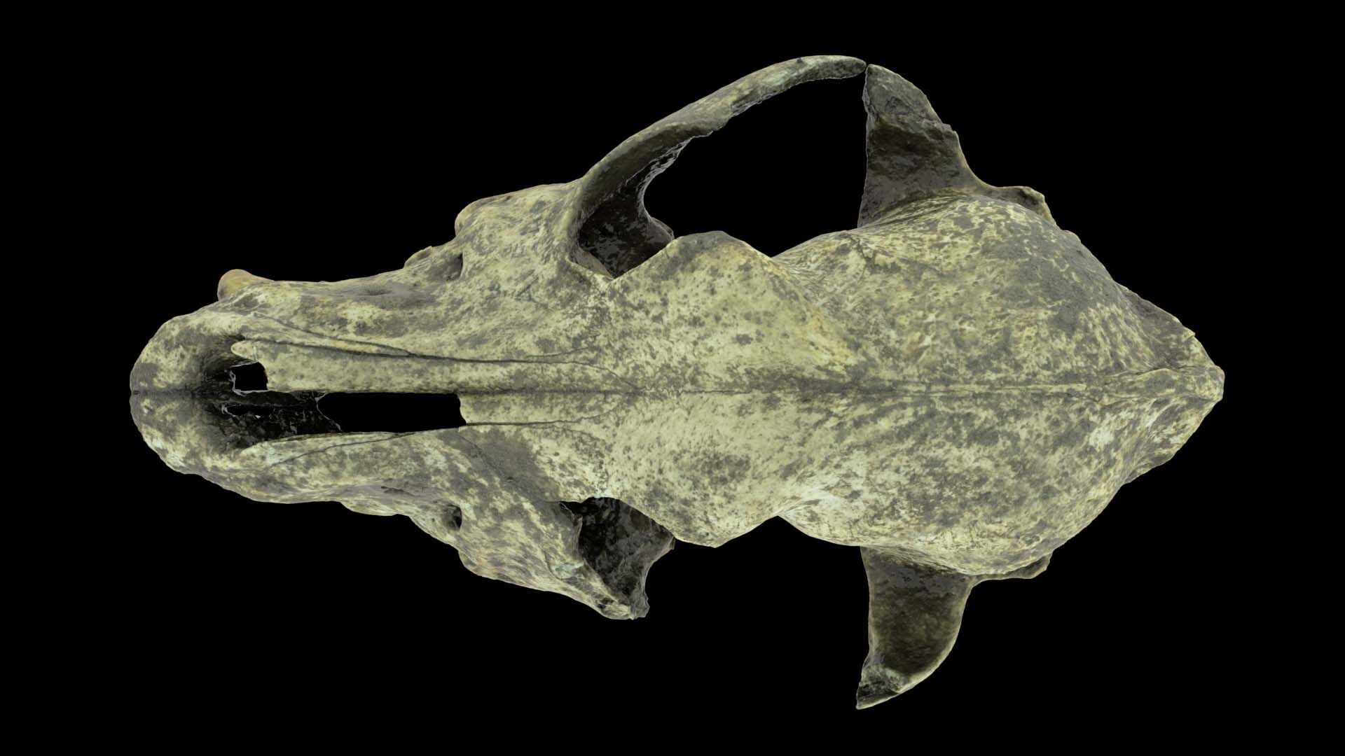 Canine Skull 3D model_10