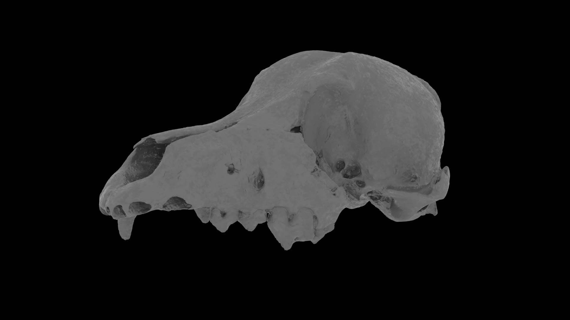 Canine Skull 3D model_14