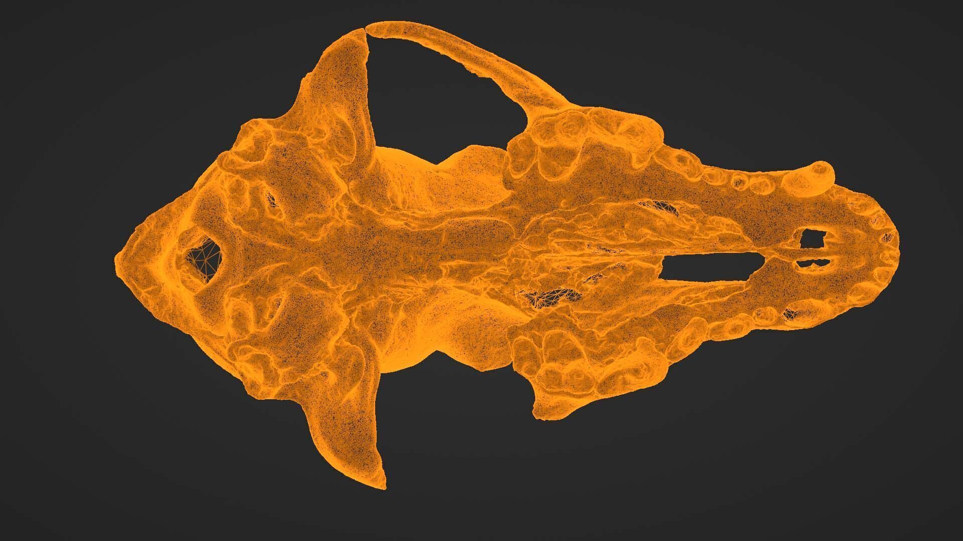 Canine Skull 3D model_25