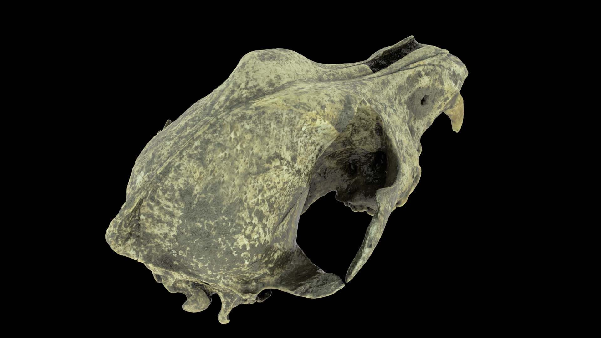 Canine Skull 3D model_5