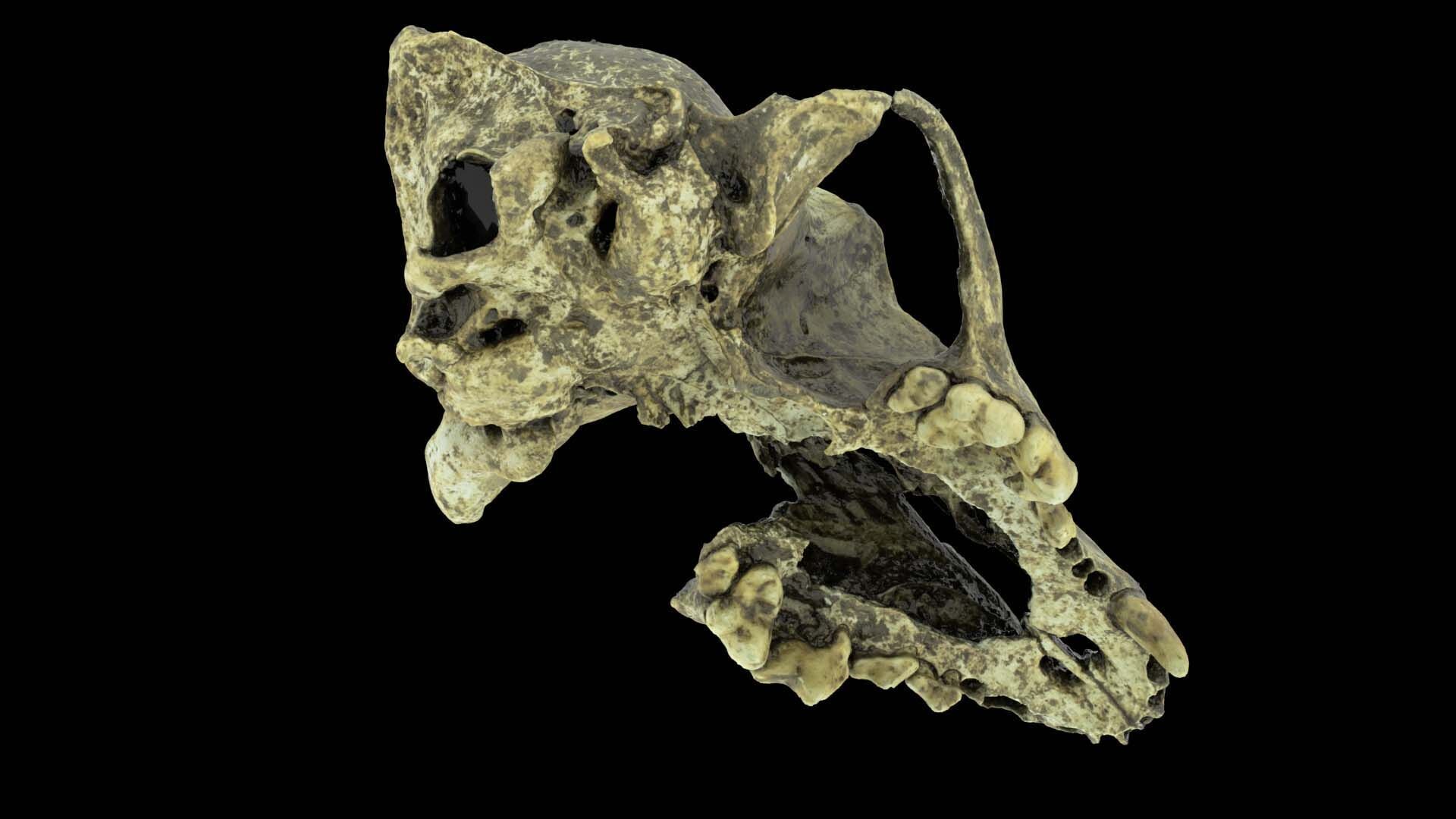 Canine Skull 3D model_6