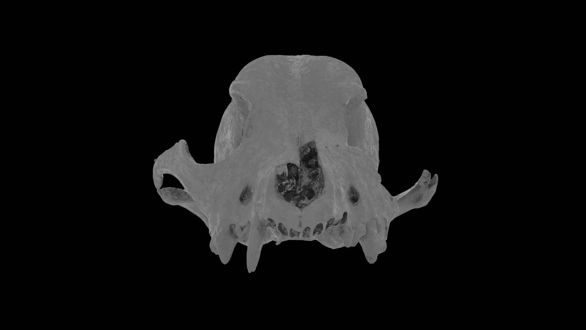 Canine Skull 3D model_23