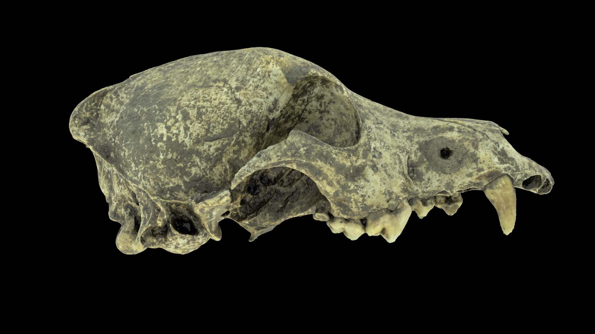 Canine Skull 3D model_8