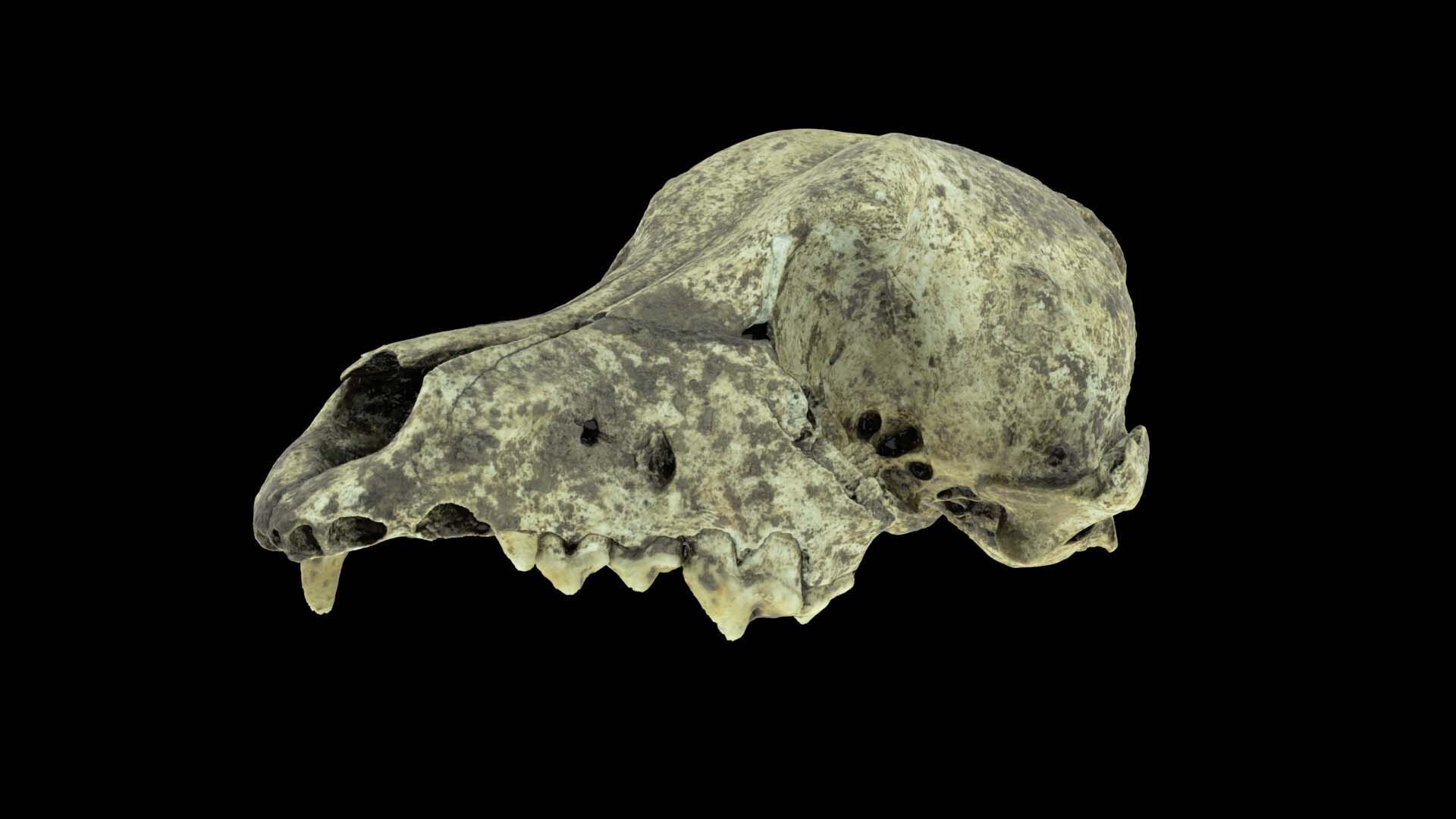 Canine Skull 3D model_2