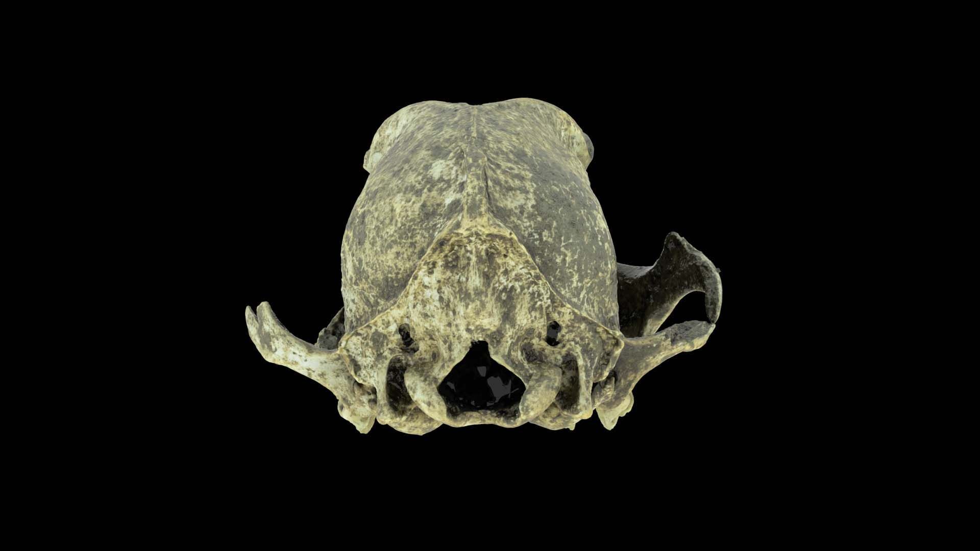 Canine Skull 3D model_12