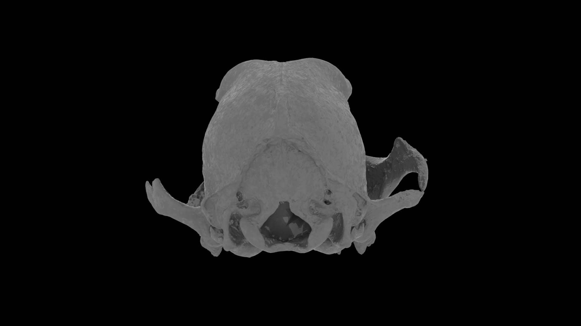 Canine Skull 3D model_24