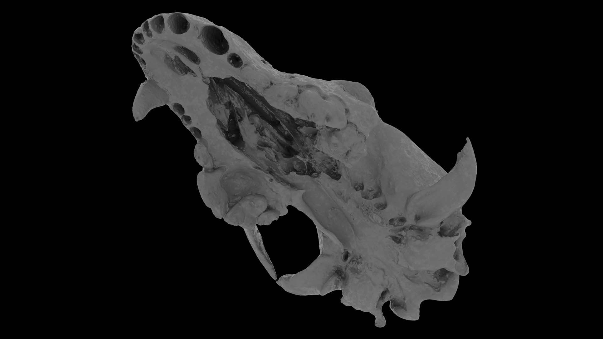 Canine Skull 3D model_15