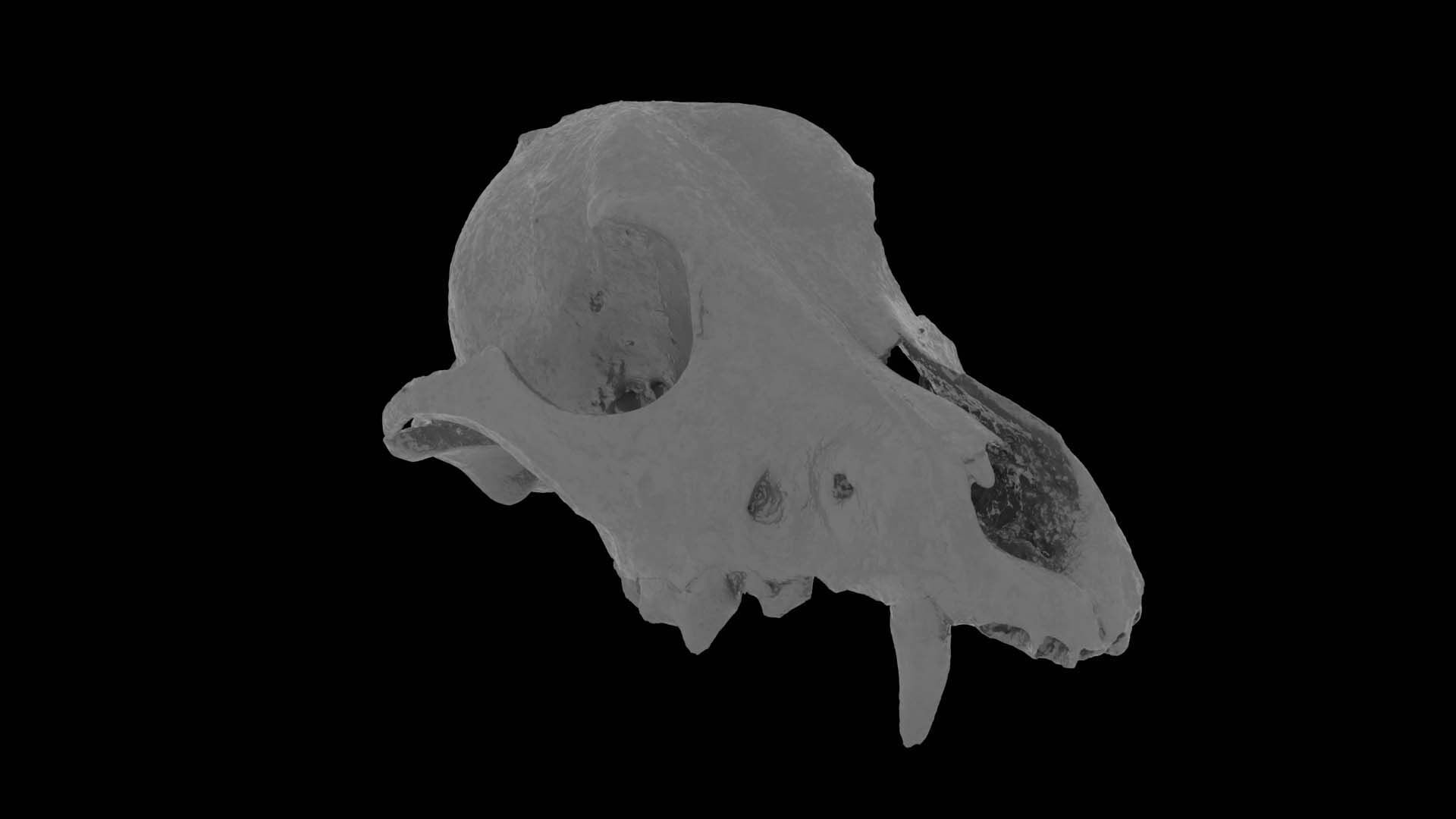 Canine Skull 3D model_13