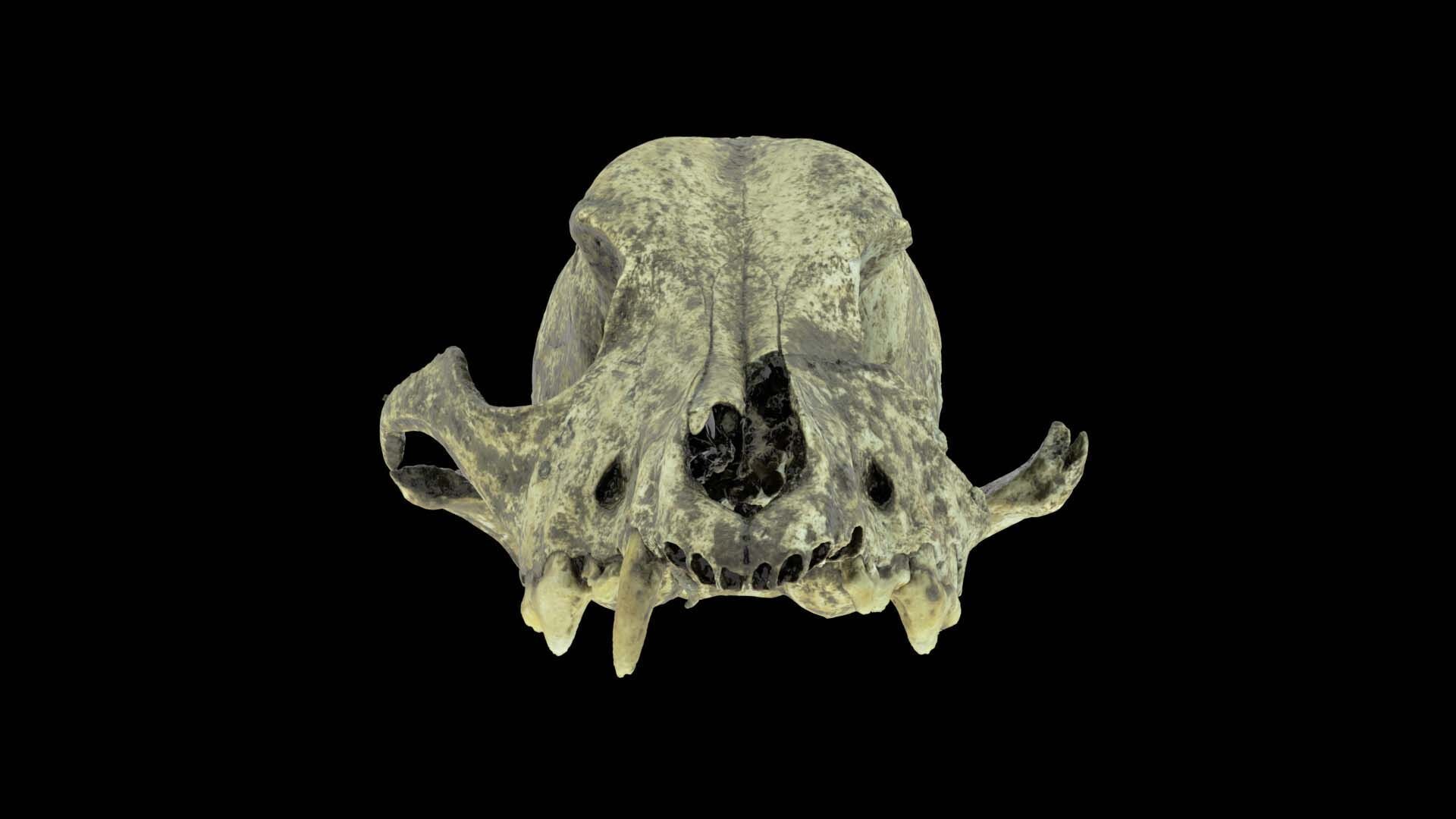 Canine Skull 3D model_11