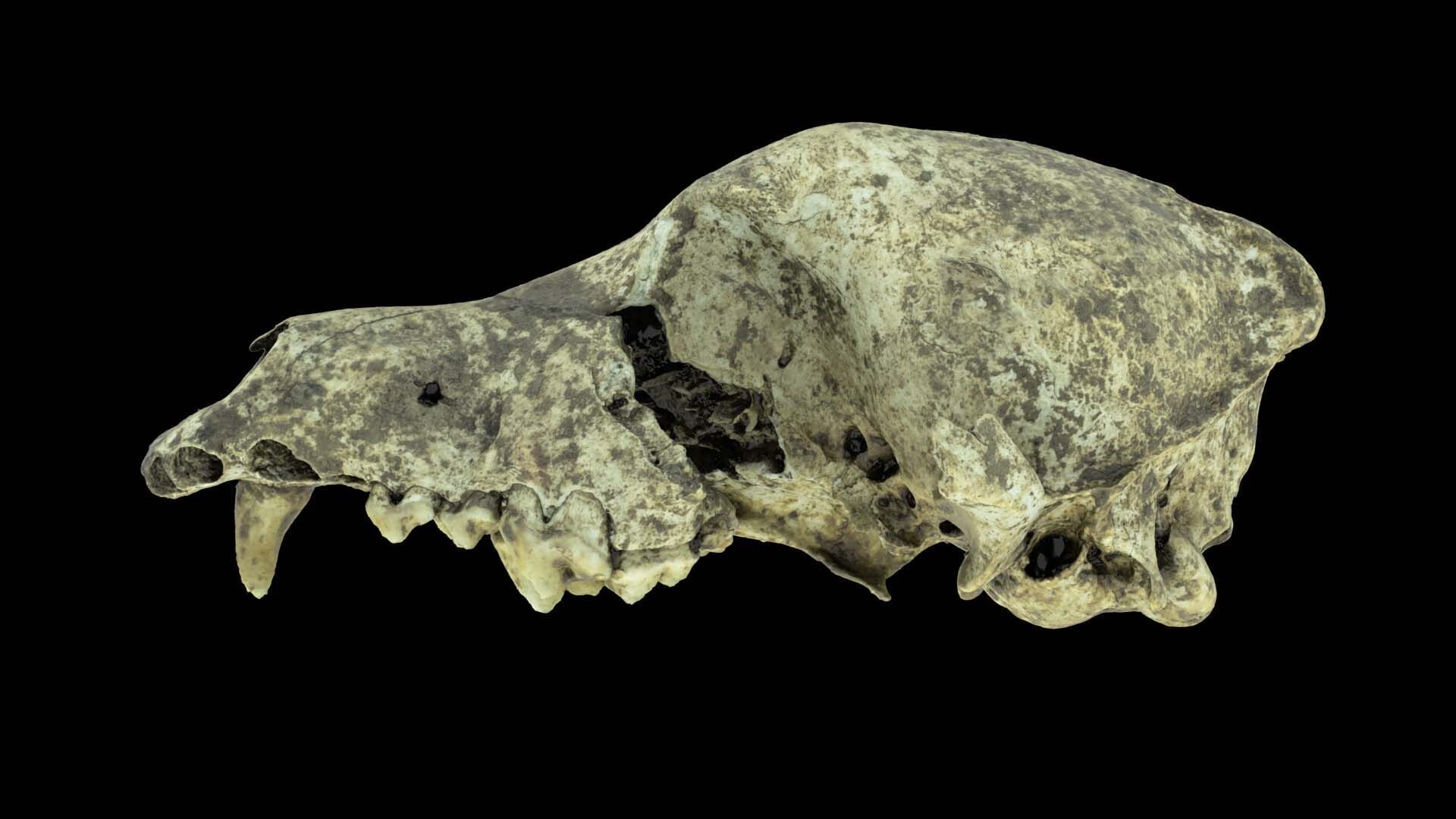 Canine Skull 3D model_9