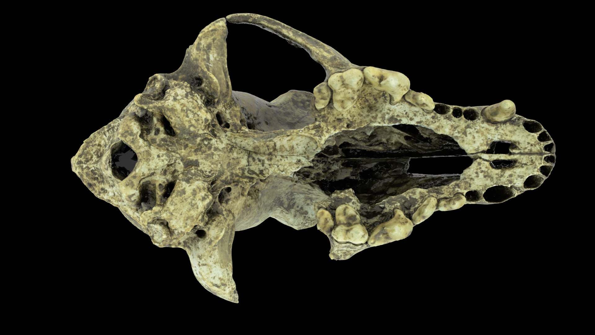 Canine Skull 3D model_7