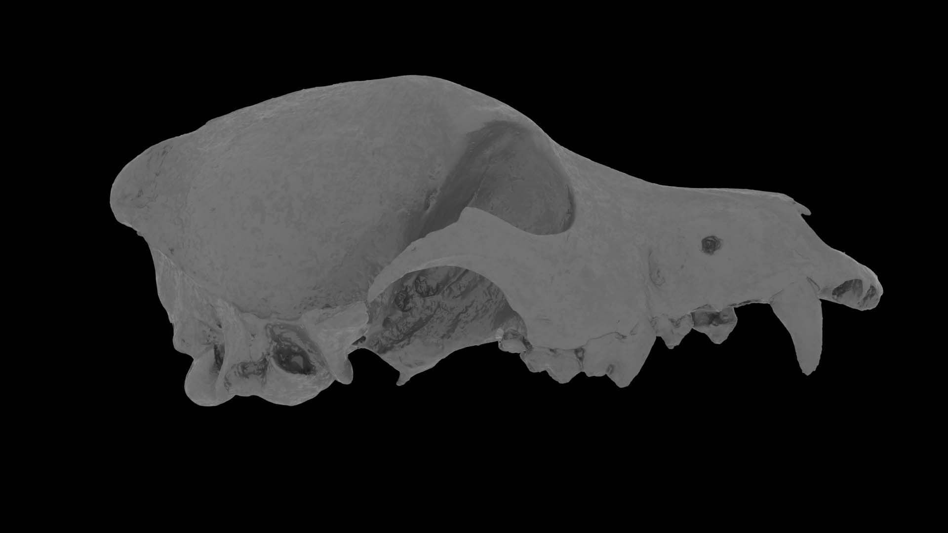 Canine Skull 3D model_20