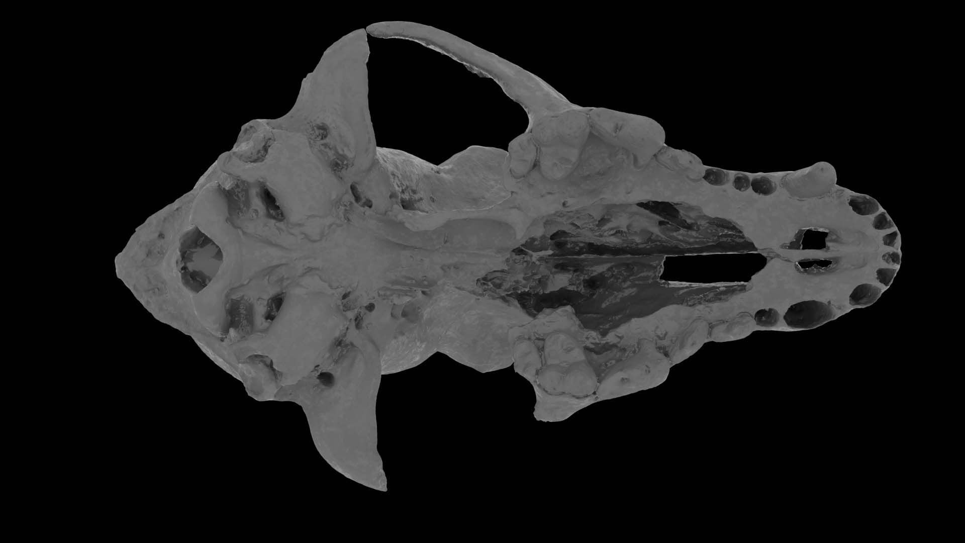 Canine Skull 3D model_19