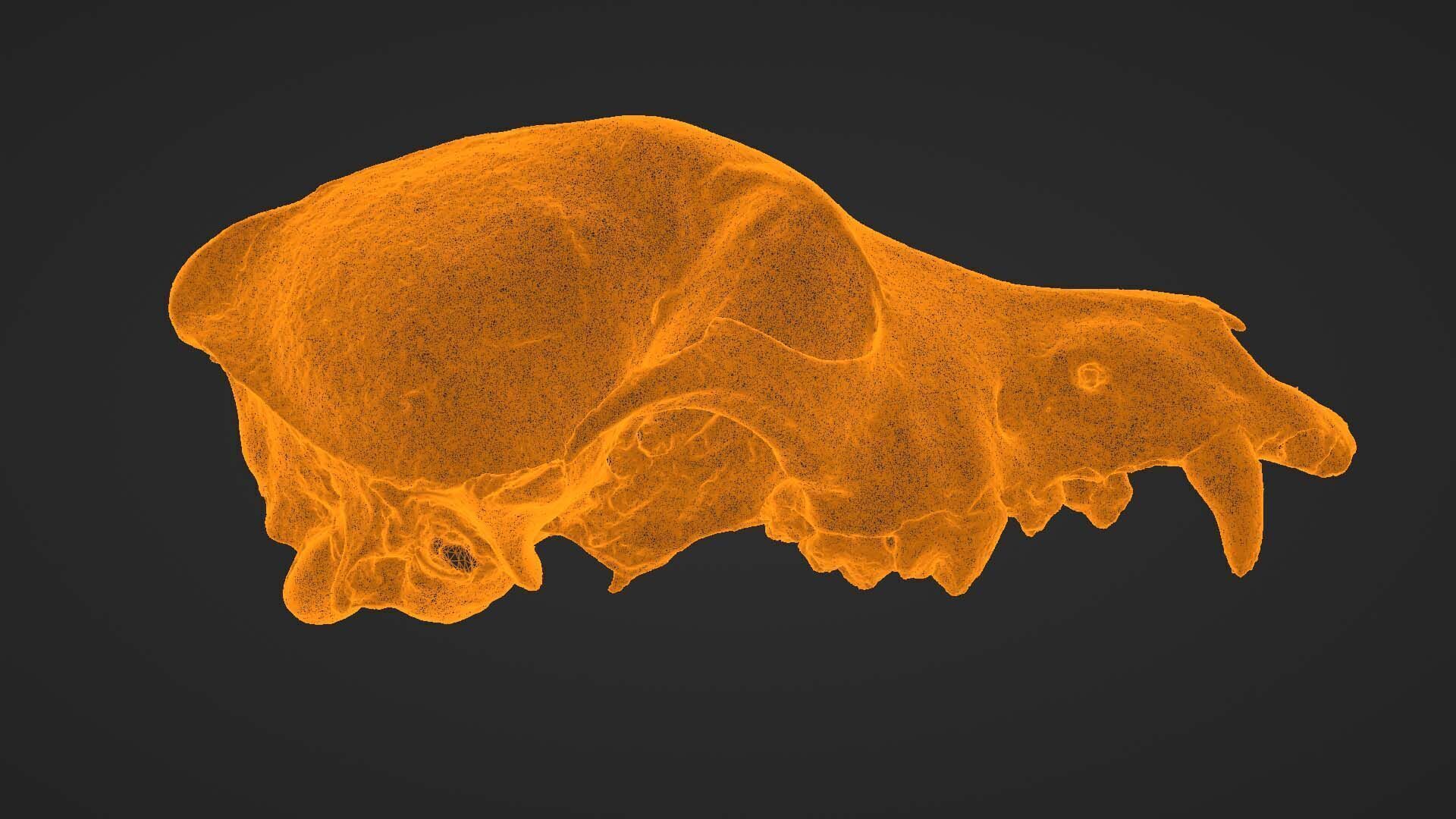 Canine Skull 3D model_26