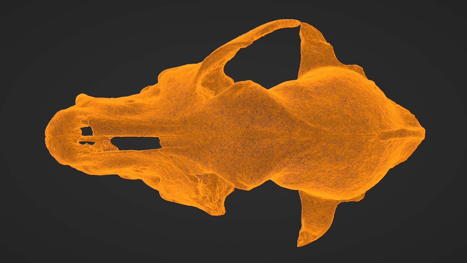 Canine Skull 3D model_28