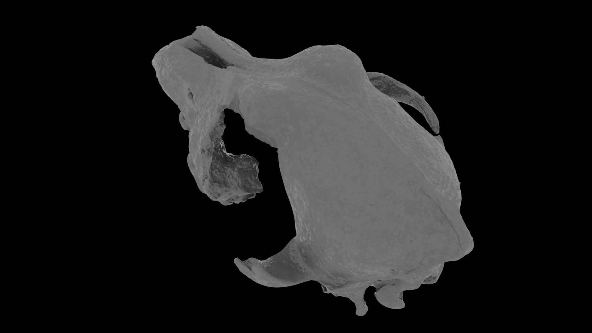 Canine Skull 3D model_16