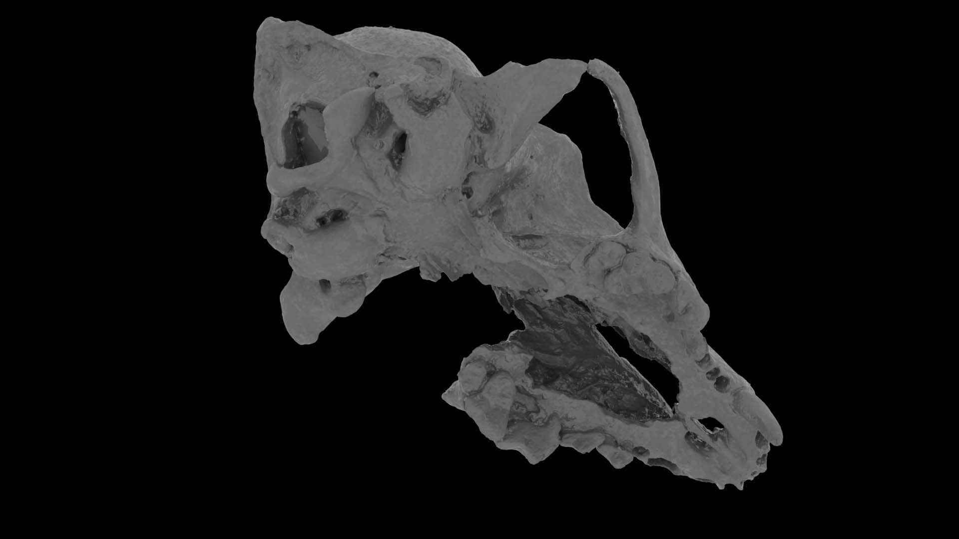 Canine Skull 3D model_18