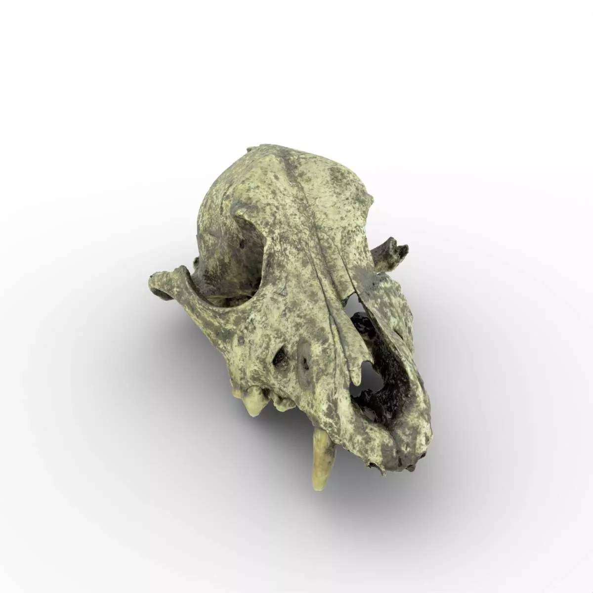 Canine Skull 3D model_0