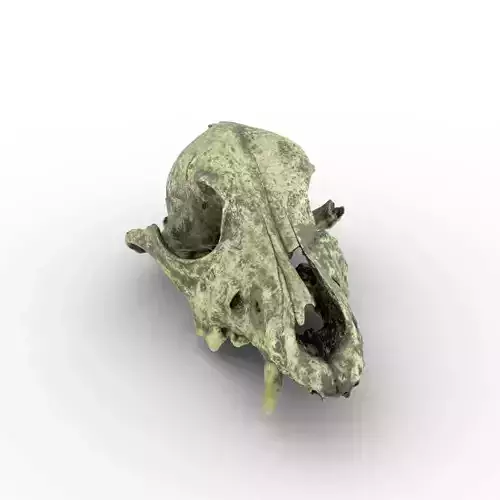 Canine Skull 2 3D model