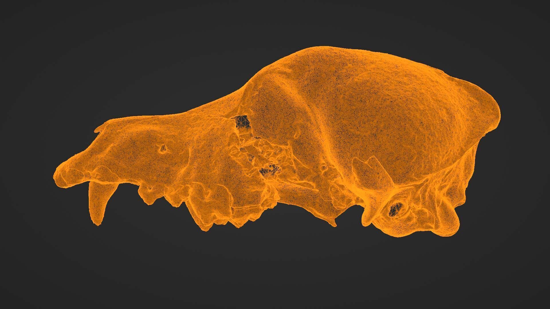 Canine Skull 3D model_27