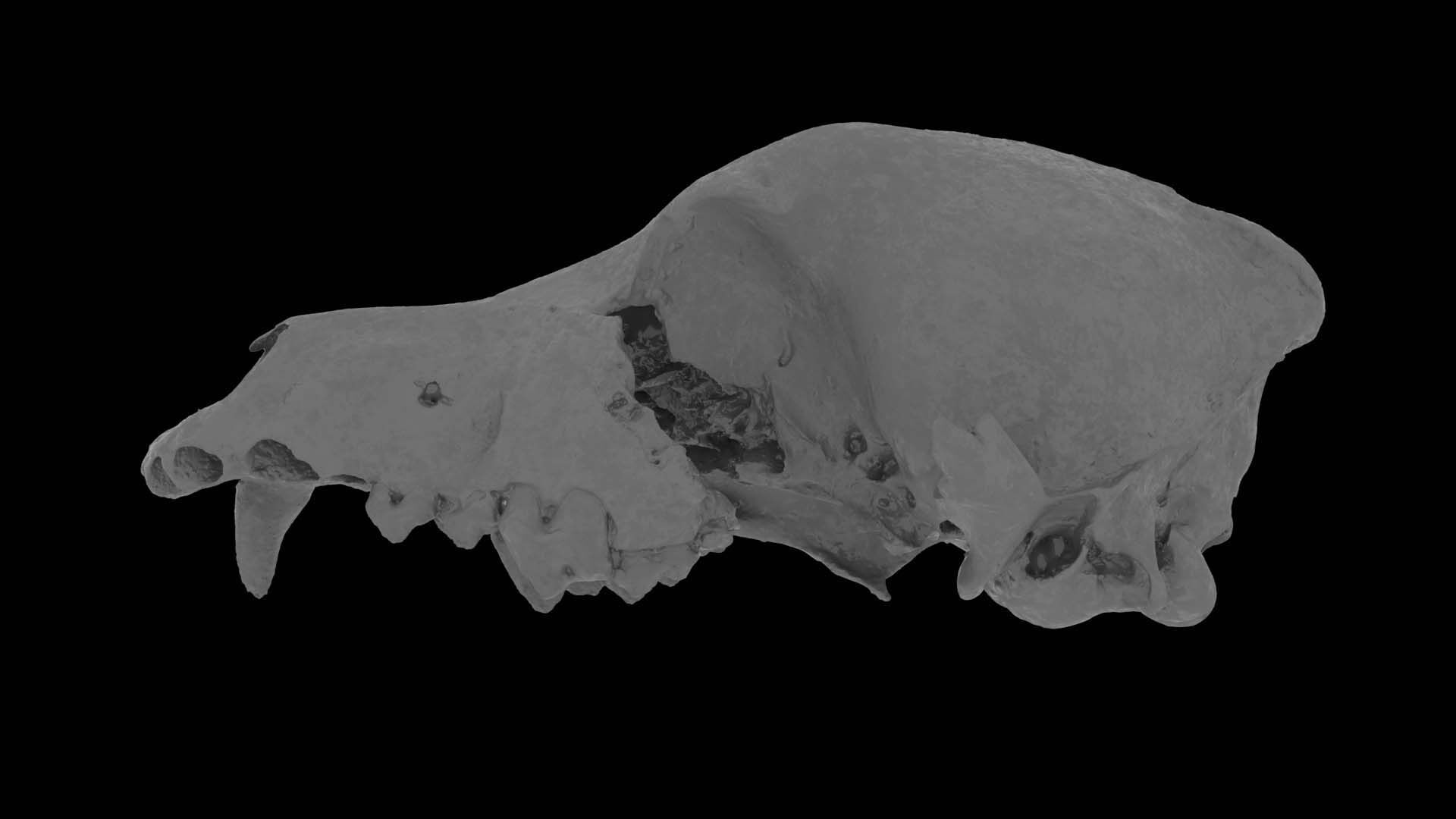 Canine Skull 3D model_21