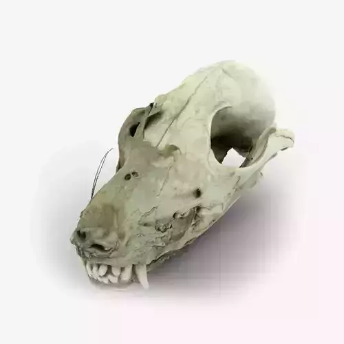 Canine Skull 1 3D model