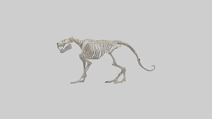 Tiger Skeleton model Low-poly 3D model