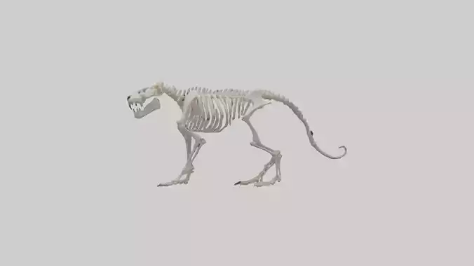 Tiger Skeleton model