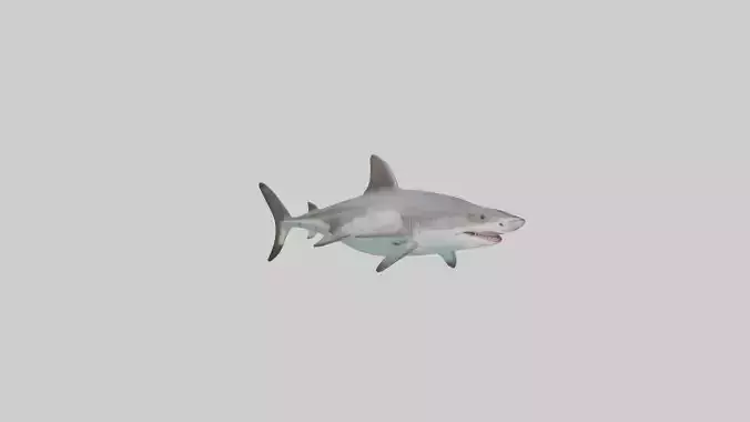Tiger Shark prowling model