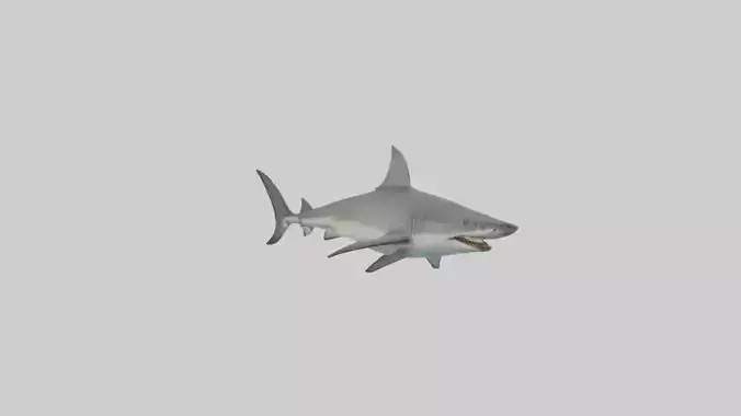 Tiger Shark circling model