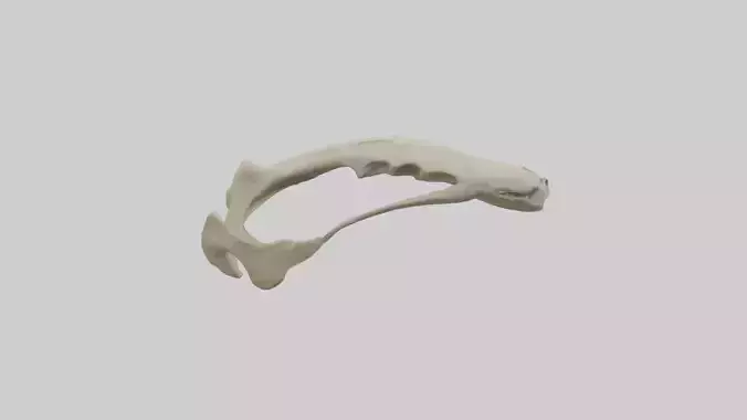 Tiger Scapula