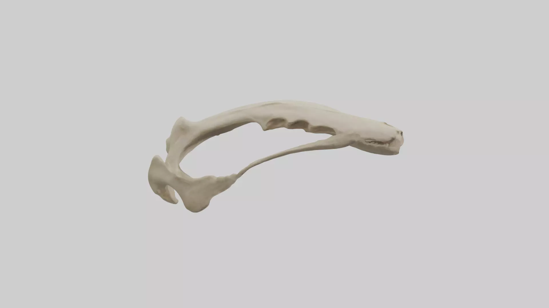 Tiger Scapula Low-poly 3D model_0
