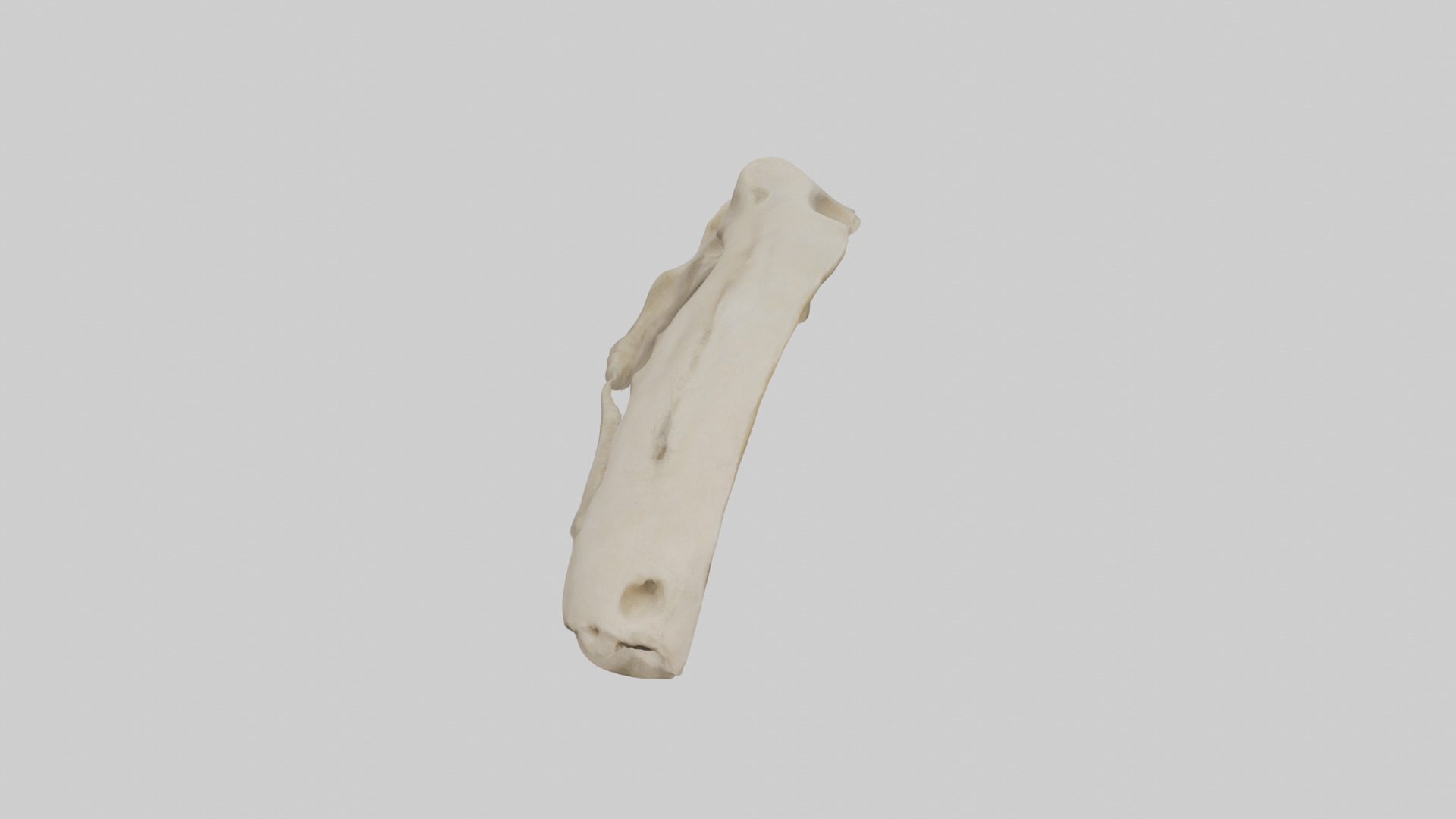 Tiger Scapula Low-poly 3D model_16