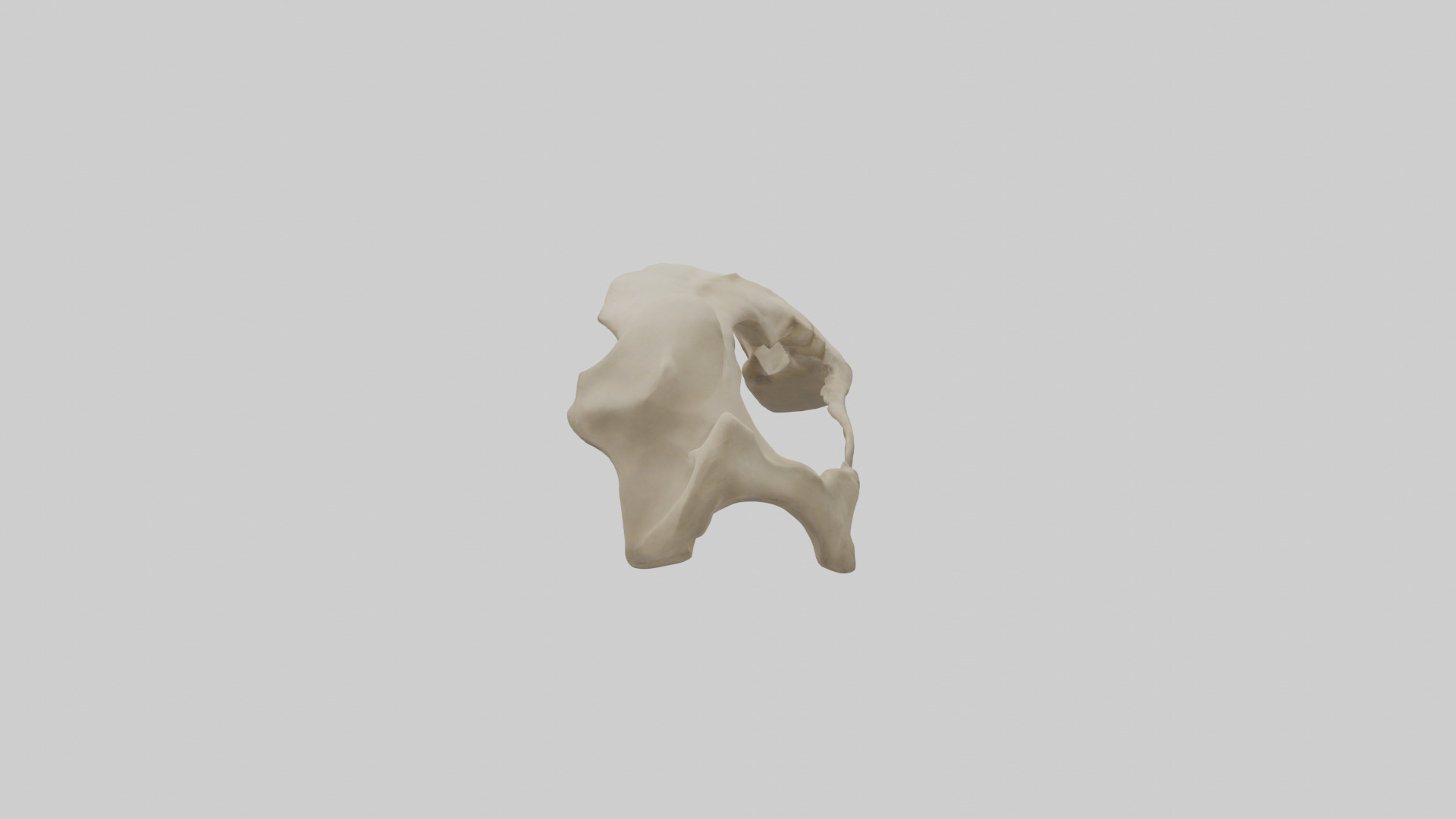 Tiger Scapula Low-poly 3D model_1
