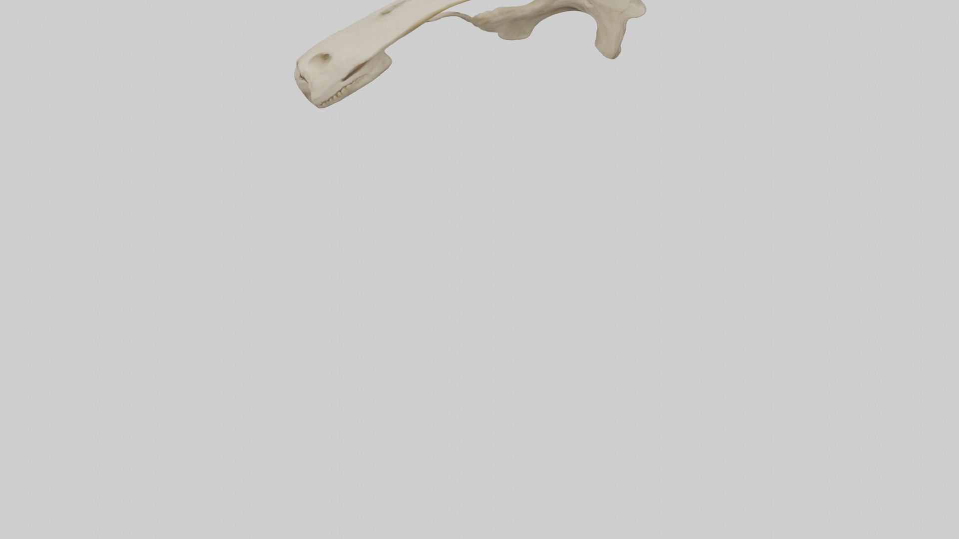 Tiger Scapula Low-poly 3D model_6