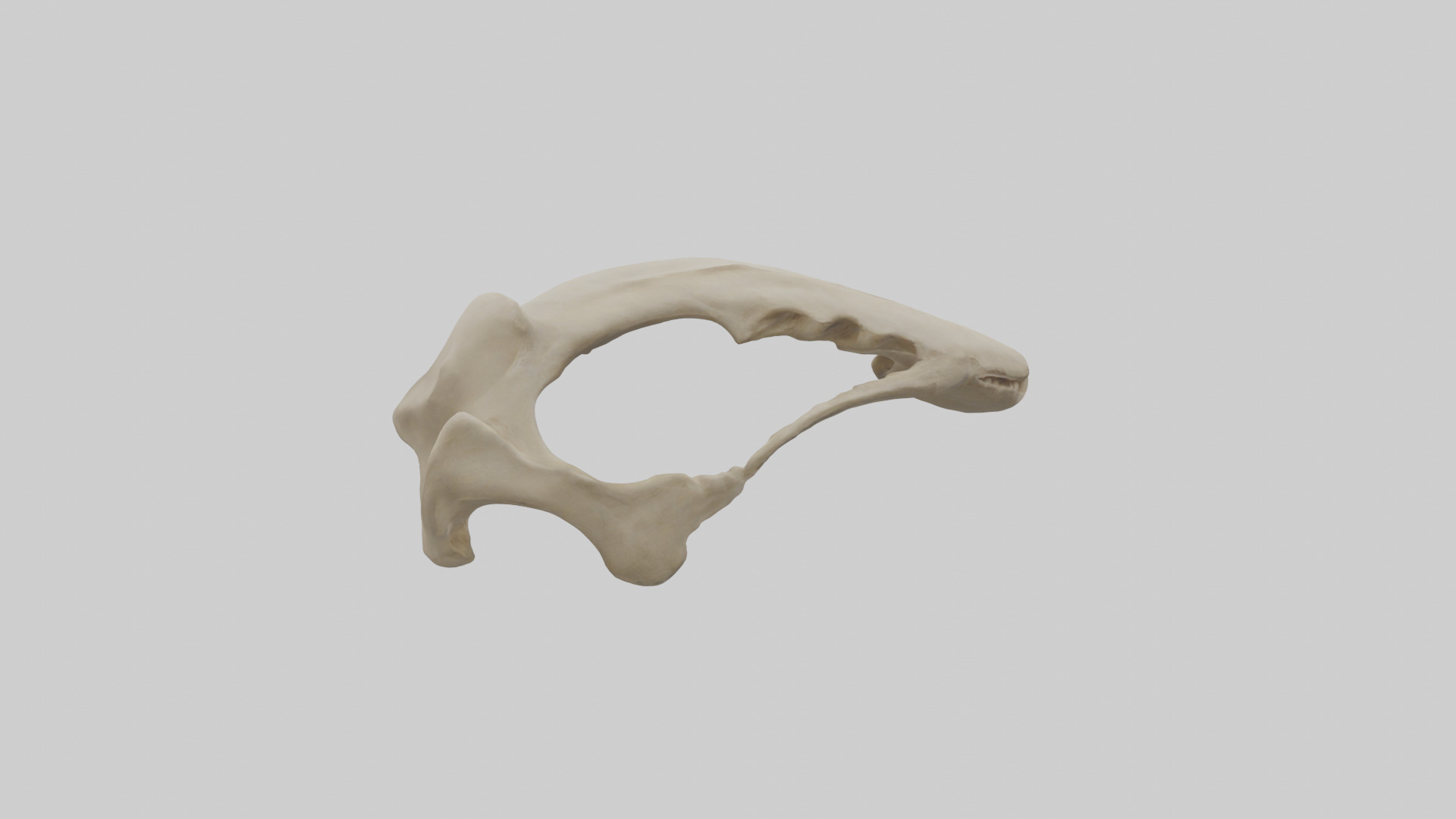 Tiger Scapula Low-poly 3D model_3