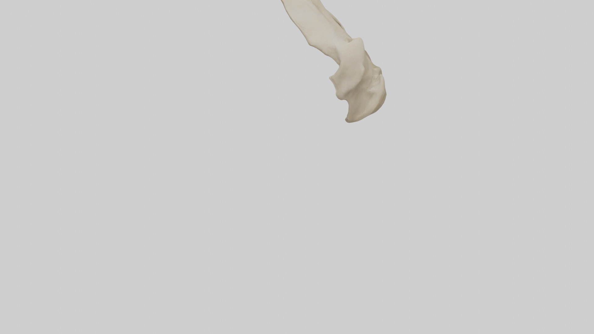 Tiger Scapula Low-poly 3D model_4