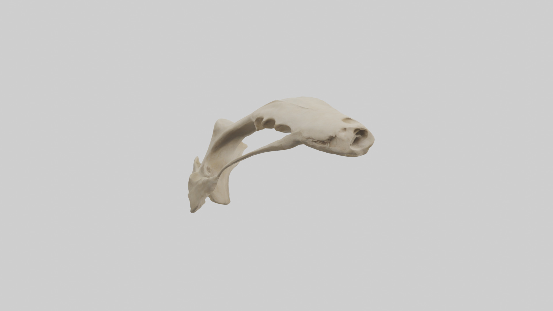 Tiger Scapula Low-poly 3D model_12