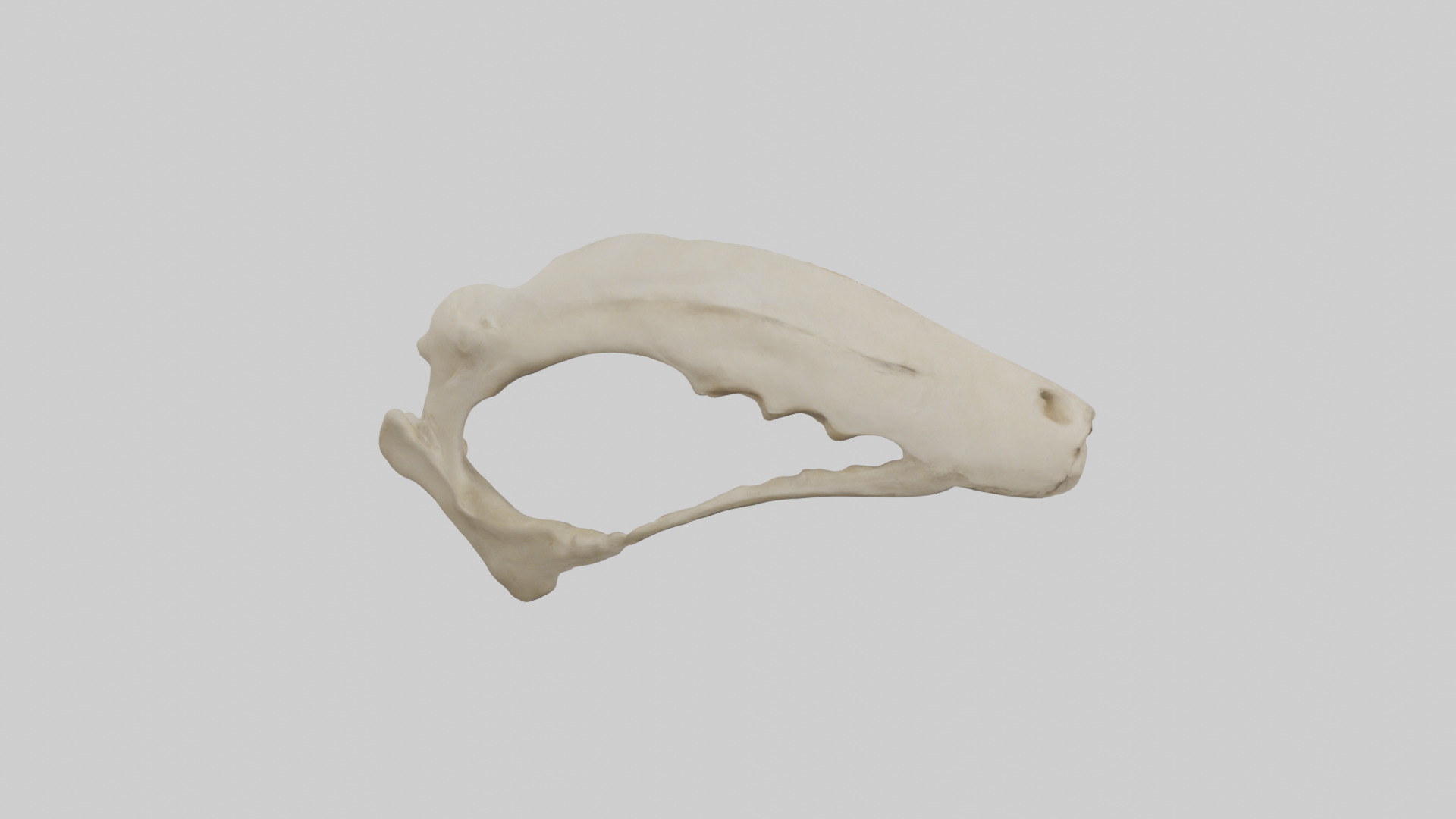 Tiger Scapula Low-poly 3D model_18