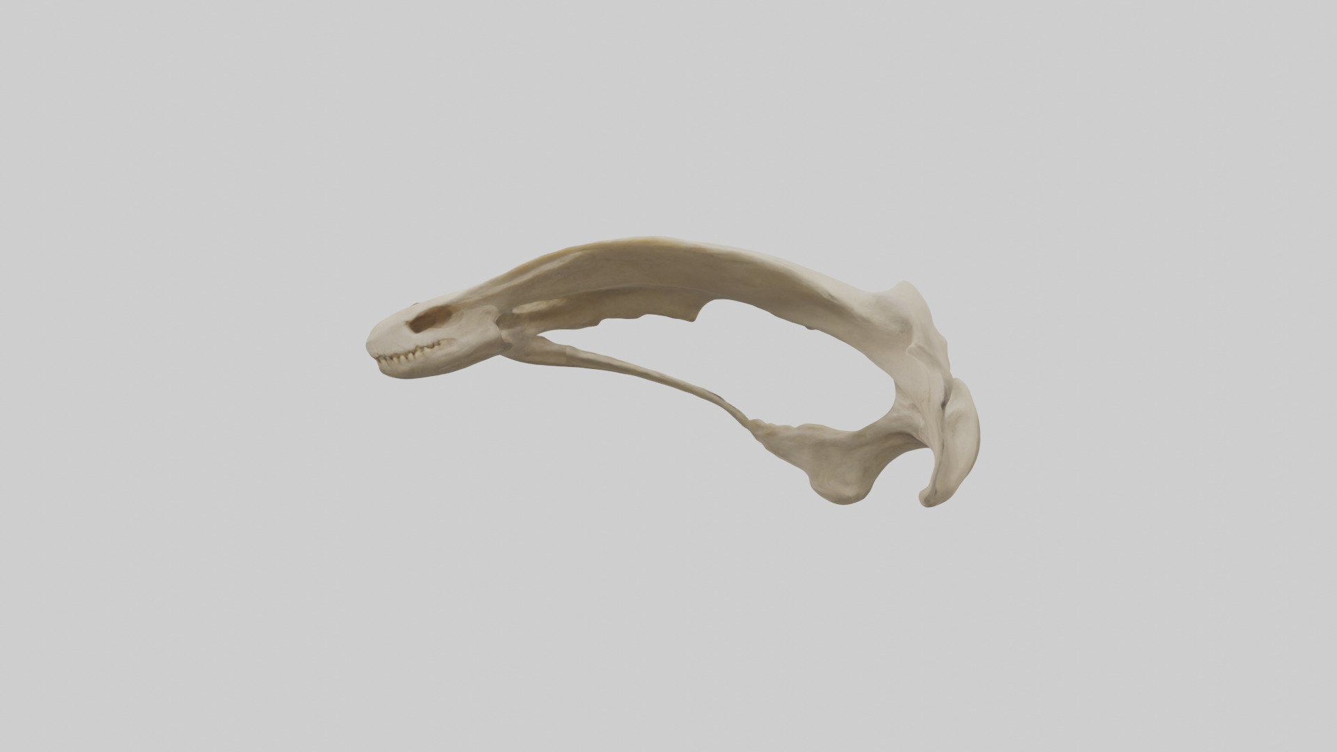 Tiger Scapula Low-poly 3D model_13