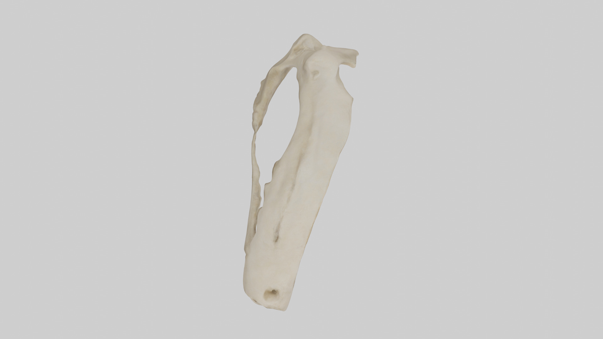Tiger Scapula Low-poly 3D model_14