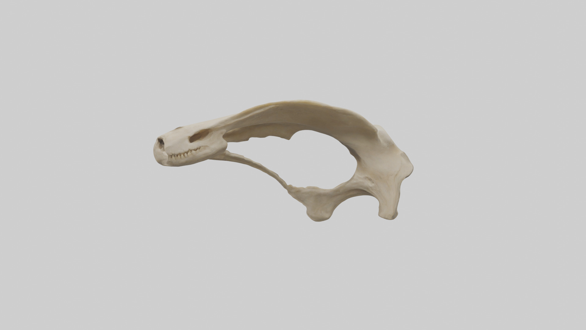 Tiger Scapula Low-poly 3D model_9